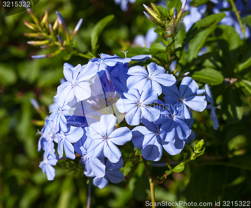 Image of wild  blue flowers in Montenegro.