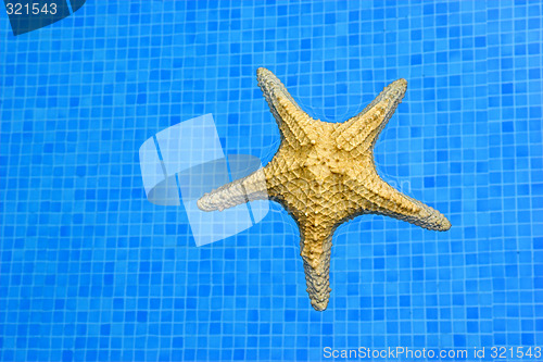 Image of Starfish