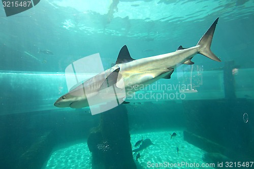 Image of Shark