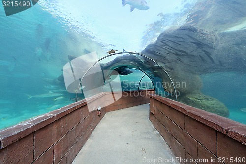 Image of Aquarium Tunnel