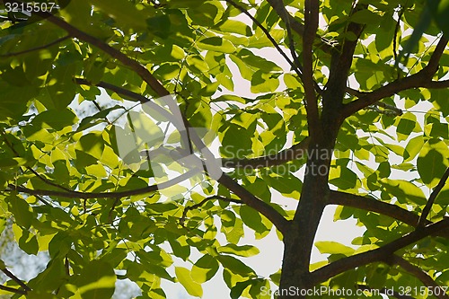 Image of Leaves