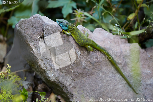 Image of Green Lizard Resting