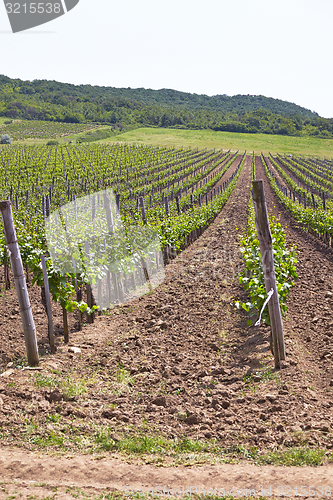 Image of Wineyard