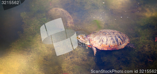 Image of Texas Pond Turtle Wildlife Pokes Head out for Air