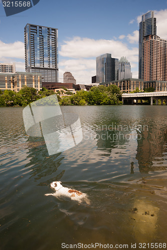 Image of American Bulldog Swims in Colorado River Downtown Austin Texas