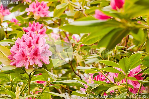 Image of Rink rhododendron flowers