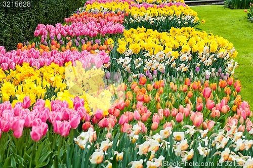 Image of Flower beds of multicolored tulips and narcissus