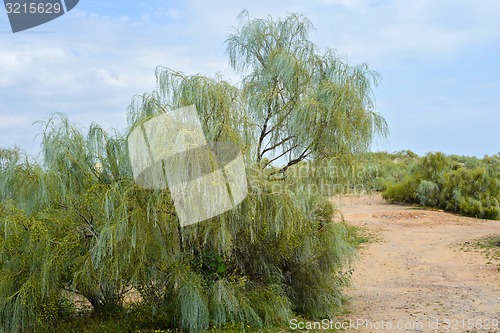 Image of Trees  and gravel road between. 