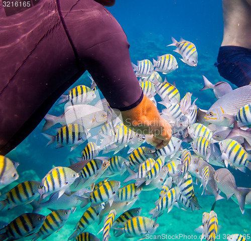 Image of Tropical Coral Reef.Man feeds the tropical fish.