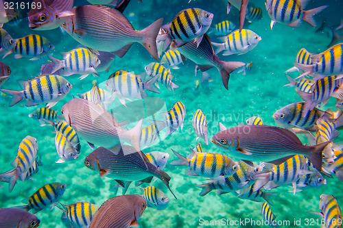 Image of Tropical Coral Reef.