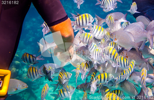 Image of Tropical Coral Reef.Man feeds the tropical fish.