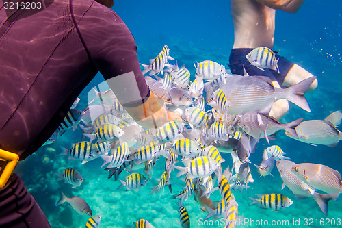 Image of Tropical Coral Reef.Man feeds the tropical fish.