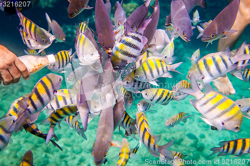 Image of Tropical Coral Reef.Man feeds the tropical fish.