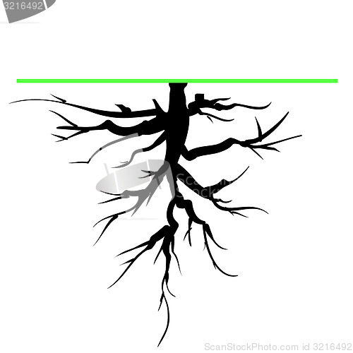 Image of Tree Root