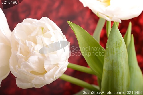 Image of Close up image of white tulip