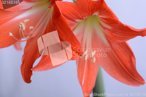 Image of beautiful pink gladiolus, close up