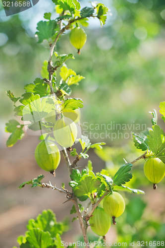Image of gooseberry