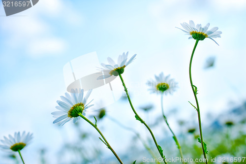 Image of camomille field