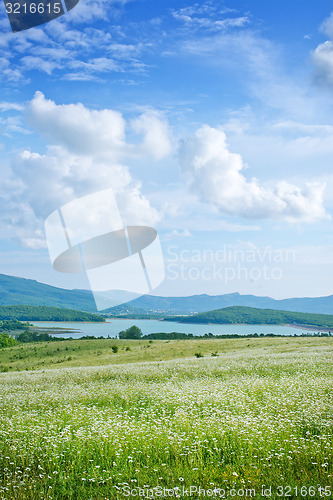 Image of camomile field