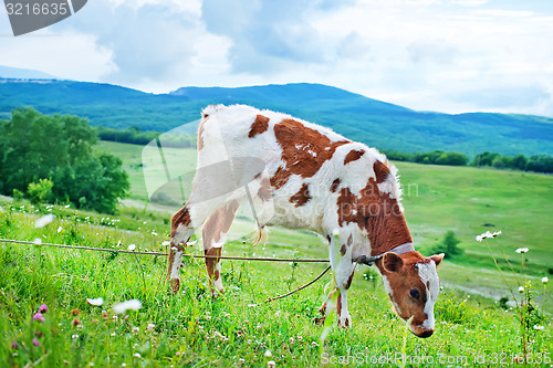 Image of caw in the field