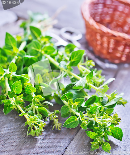 Image of oregano