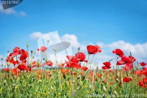 Image of poppies field