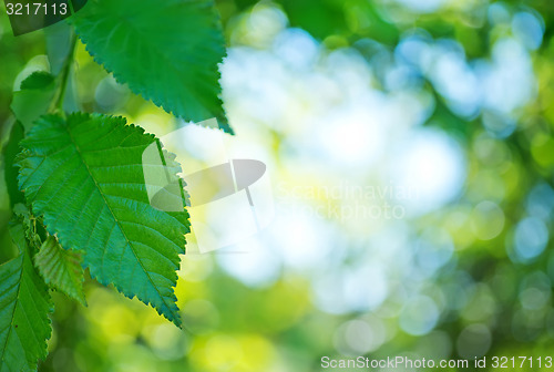 Image of bokeh