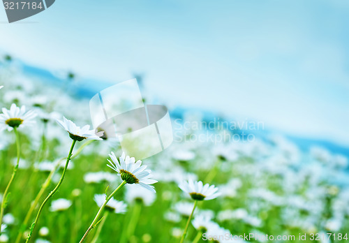 Image of camomile field