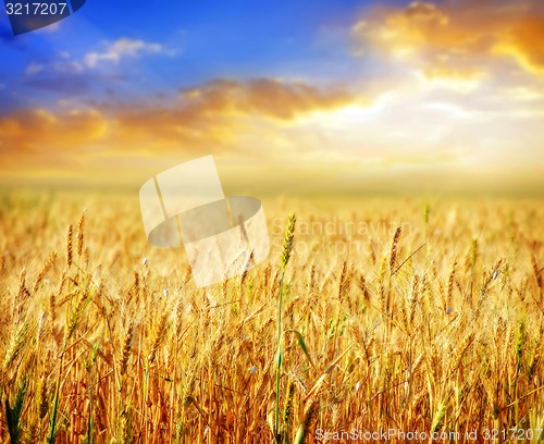 Image of wheat and sky