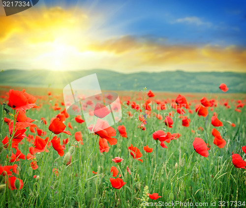 Image of poppies