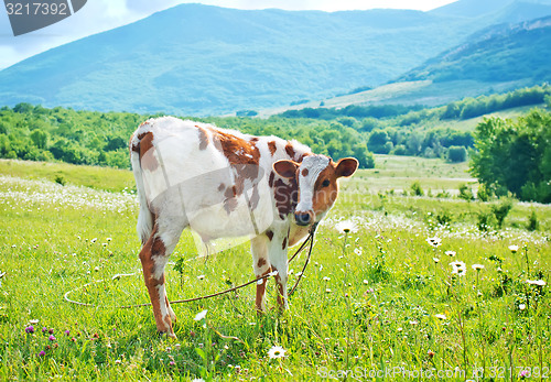 Image of caw in the field