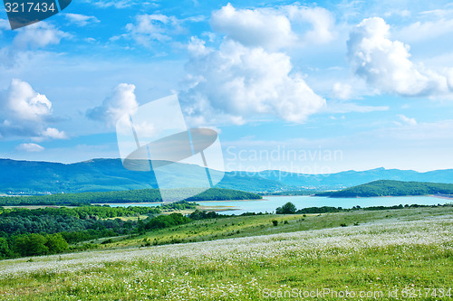 Image of camomile field