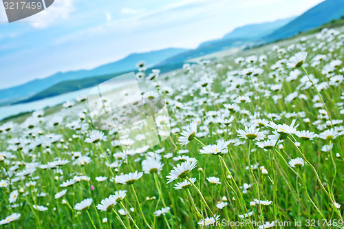 Image of camomile field