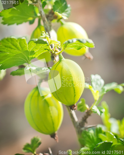 Image of gooseberry
