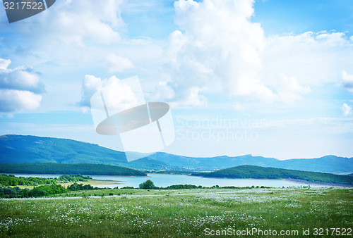 Image of camomile field