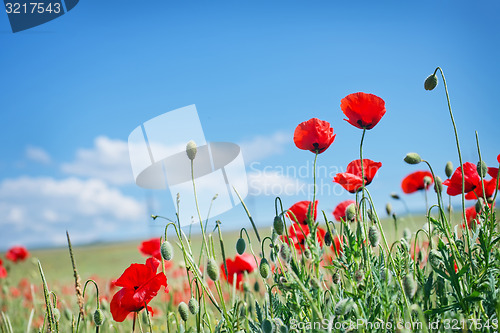 Image of poppies field