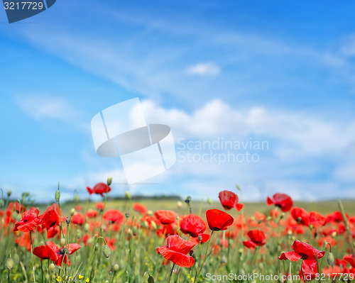 Image of poppies field