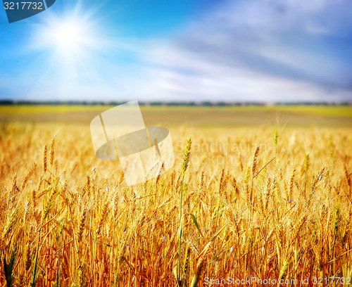 Image of wheat and sky