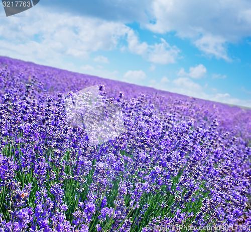 Image of nature background