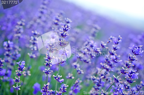 Image of nature in Crimea