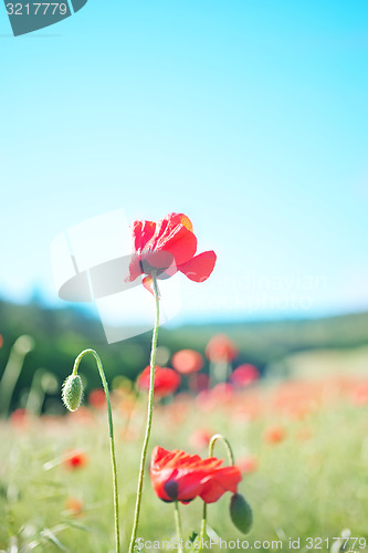 Image of poppies field