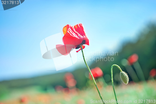 Image of poppies field