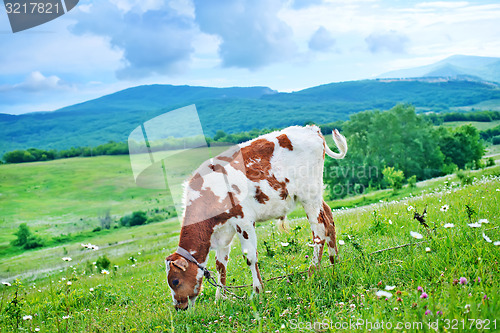 Image of caw in the field