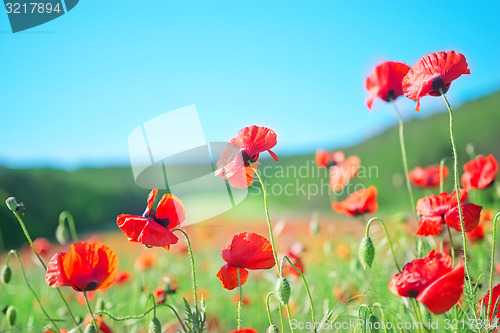 Image of poppies field