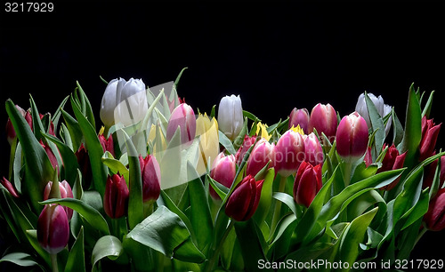 Image of Bouquet of Bright Tulips Blooms