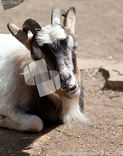 Image of Goat in sun day