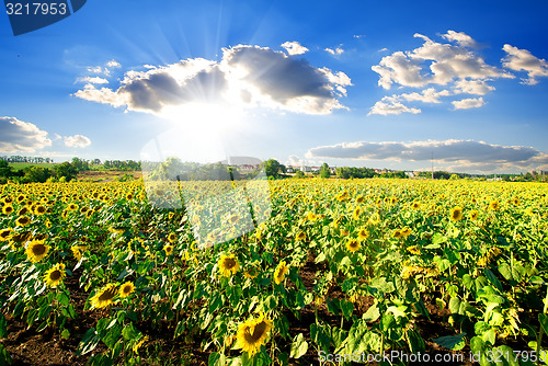 Image of Landscape with sunflowers