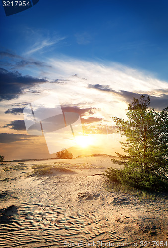 Image of Tree in sand desert