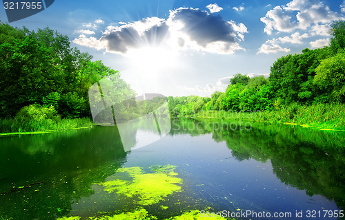 Image of River through forest