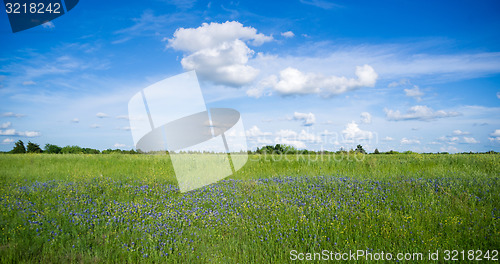 Image of Wildflowers Springtime Horizon Rural Countryside Fluffy Clouds B